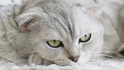 九游娱乐官网 (jiuyou)-_防守如铁壁，尼克斯锁死快船_，尼克斯防守效率