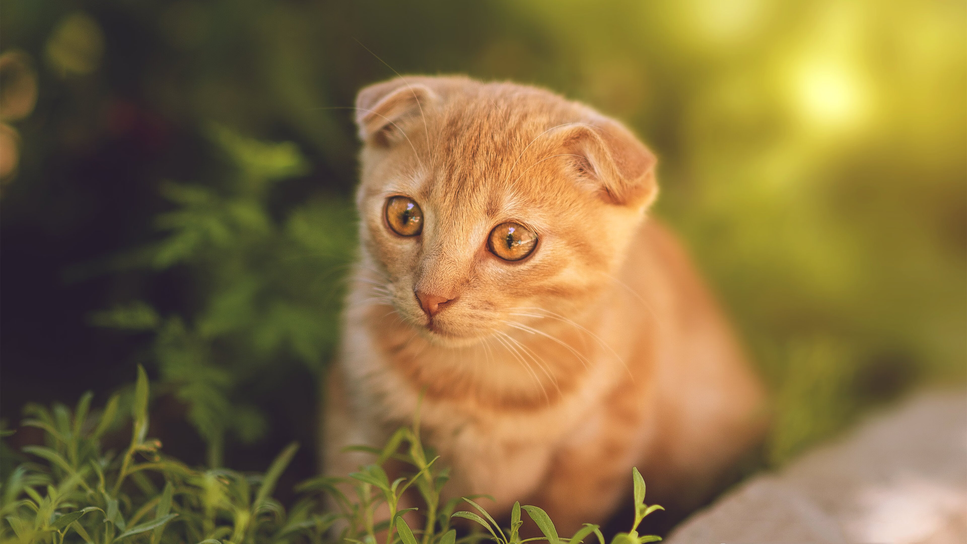 九游登录入口-国王宣布赞助商合作延长至五年后，国王发布公告