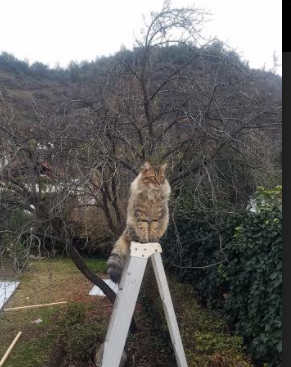 九游app官网下载-尤文图斯成功引援，提升中场战力再扩实力