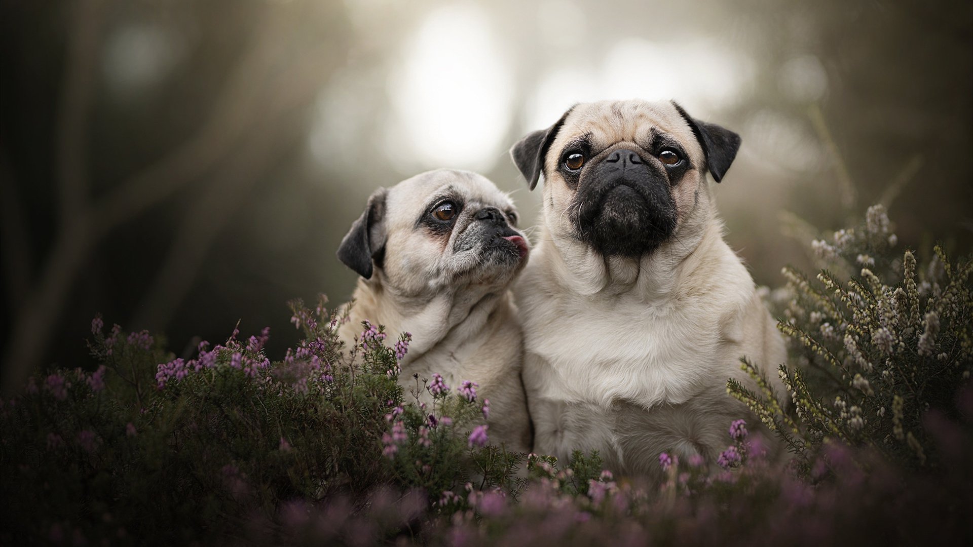 美洲杯明星夜:精彩对决火花四溅!,美洲杯明星球员