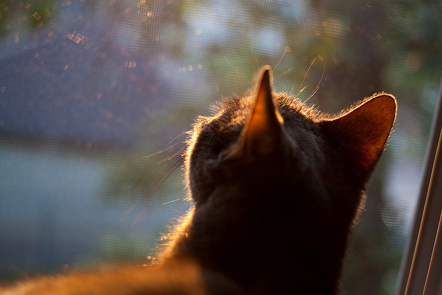 职业与校园联赛协同发展推动足球普及提升水平，校园足球联赛实施方案