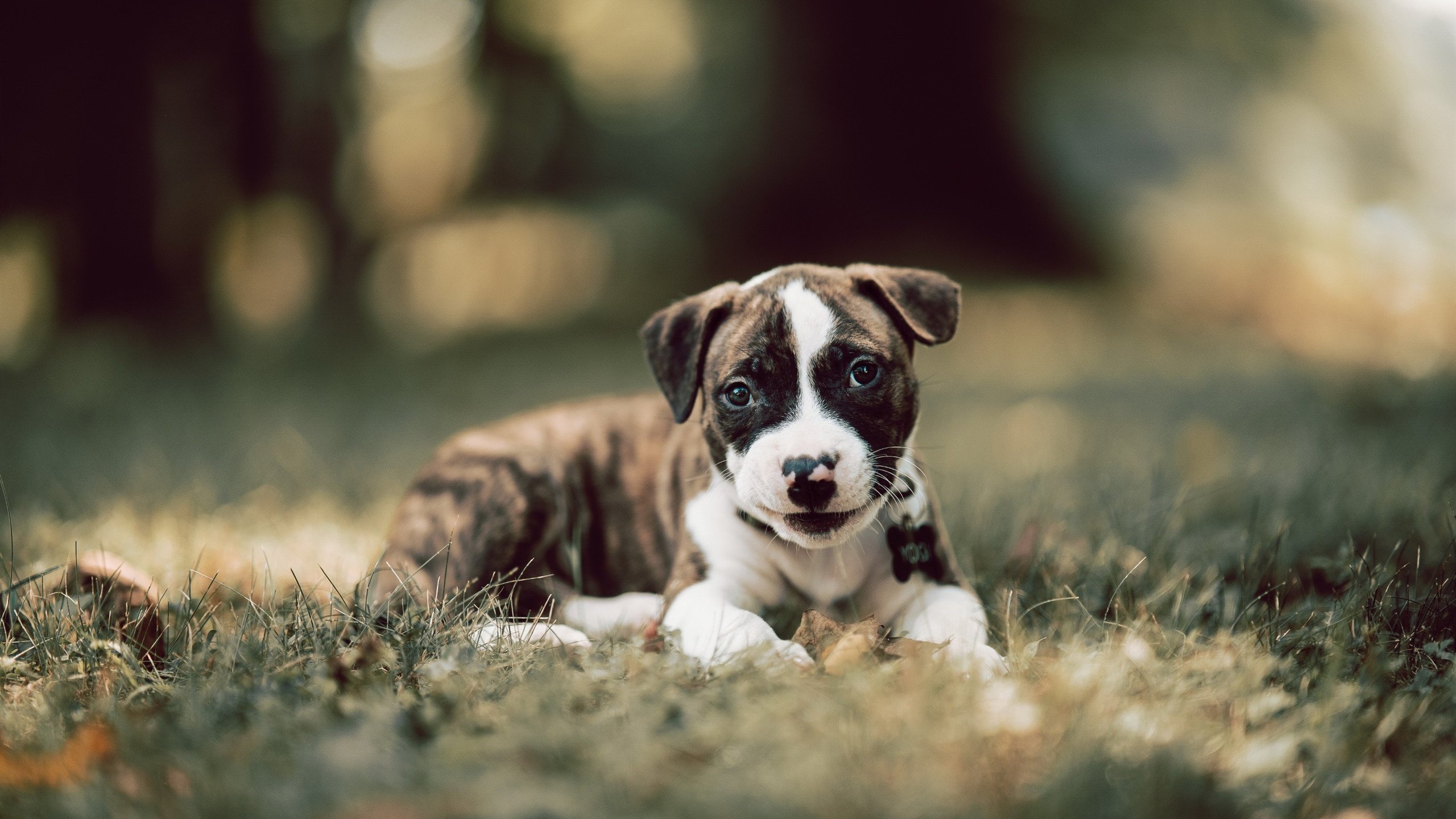 莫桑比克男篮在非洲预赛中奋勇向前，重塑体育辉煌，非洲莫桑比克怎么样