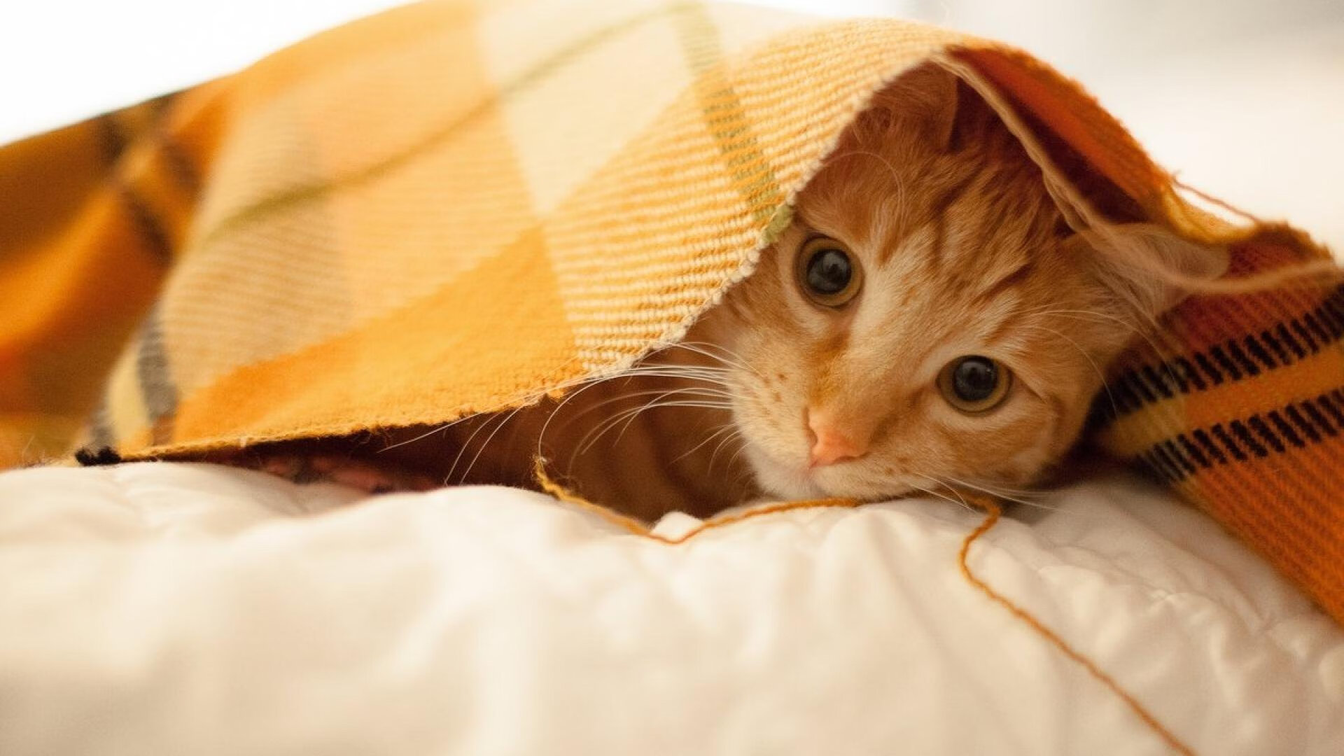 九游APP官网-覃海洋沉着冷静逆转对手赢得胜利，覃海洋的微博