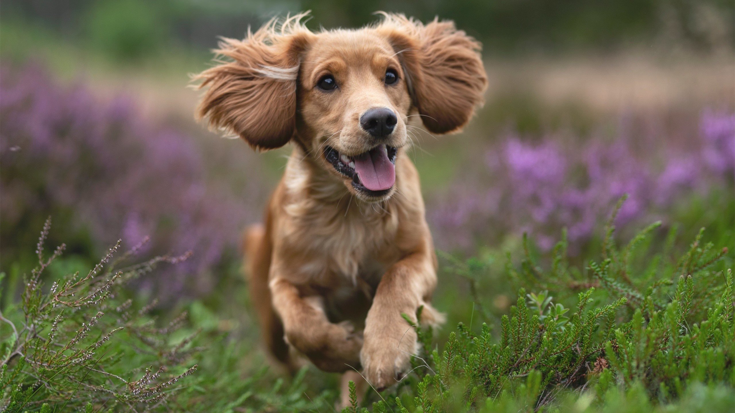 马尔代夫男篮在亚锦赛奋勇争夺,迎来新一轮崛起