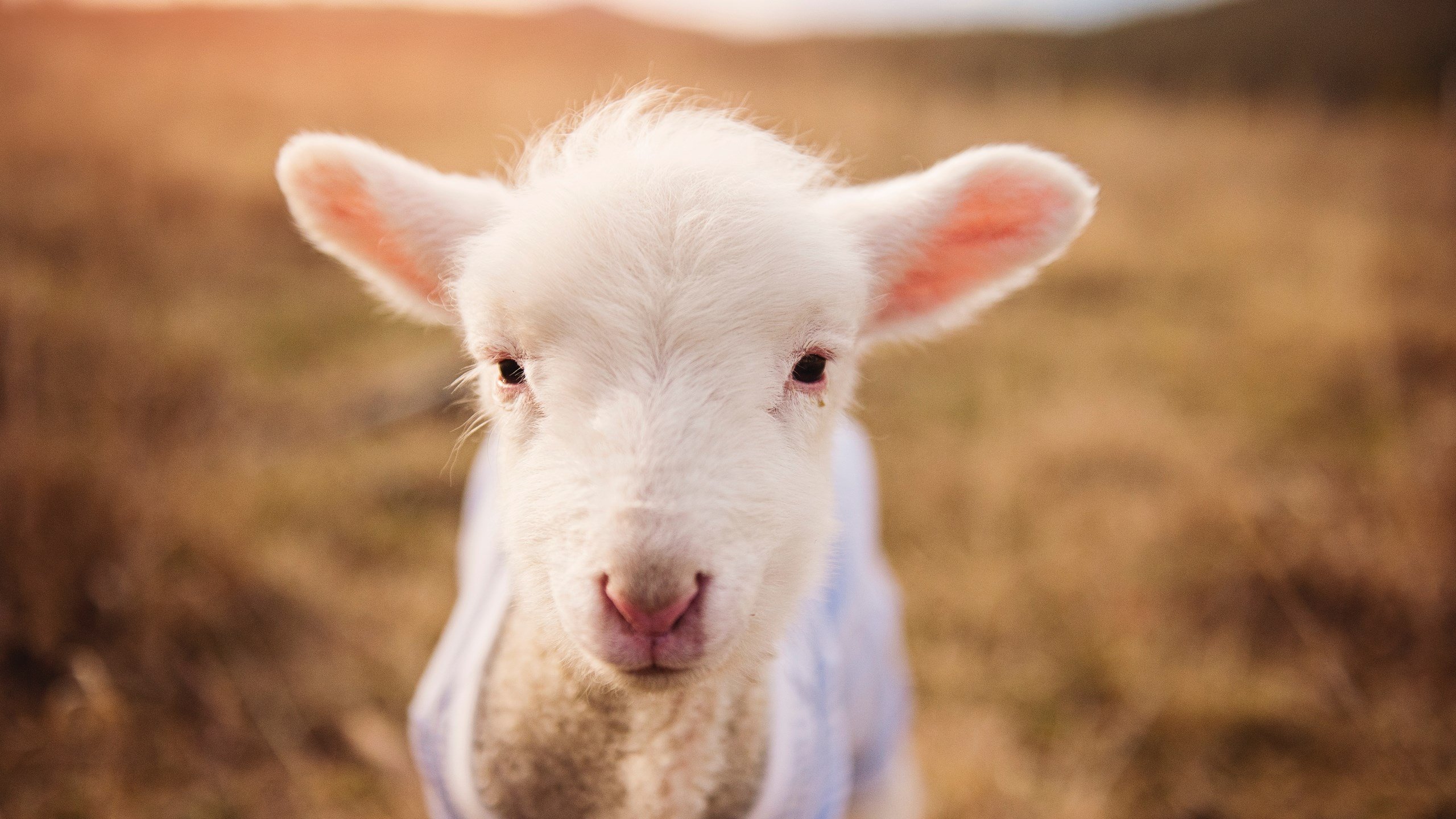 黄蜂前锋赛后鼓励年轻球员坚持专注细节,黄蜂小前锋